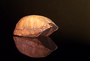 carapace reflected