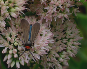 sedum moth